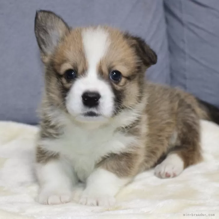 ID:2502-02553の子犬