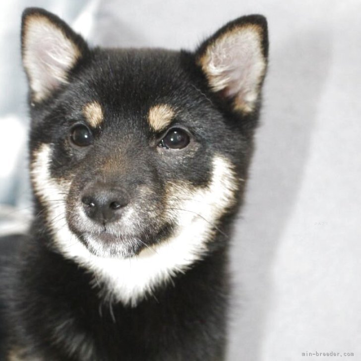 ぶんちゃん 様のお迎えした子犬