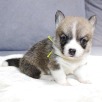 ウェルシュ・コーギー・ペンブローク【鹿児島県・女の子・2025年9月18日・レッド&ホワイト】の写真「しっぽつきです。元気な女の子です。」