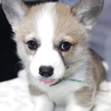 ウェルシュ・コーギー・ペンブローク【鹿児島県・男の子・2025年9月18日・レッド&ホワイト】の写真「超イケメンボーイ！しっぽ付です。」