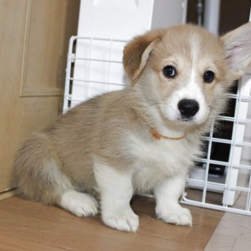 ウェルシュ・コーギー・ペンブローク【鹿児島県・男の子・2025年10月11日・レッド&ホワイト】の写真「ふわふわな可愛いシッポ付き男の子です。」