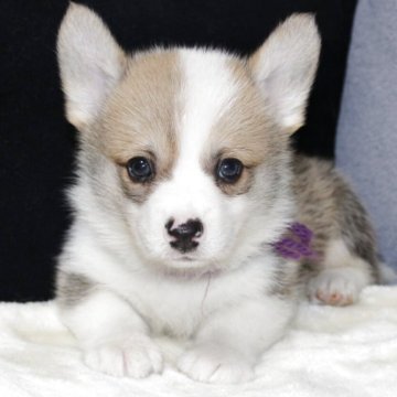 ウェルシュ・コーギー・ペンブローク【鹿児島県・男の子・2025年9月18日・レッド&ホワイト】の写真「超イケメンボーイ！ しっぽ付です。」