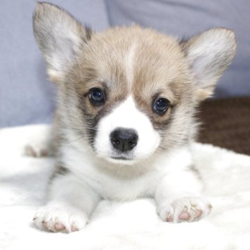 ウェルシュ・コーギー・ペンブローク【鹿児島県・女の子・2025年9月18日・レッド&ホワイト】の写真「しっぽつきです。元気な女の子です。」