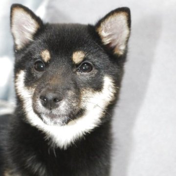 柴犬(豆柴)【鹿児島県・女の子・2024年11月27日・黒】の写真「小さいです。血統書は日本豆柴協会です。」