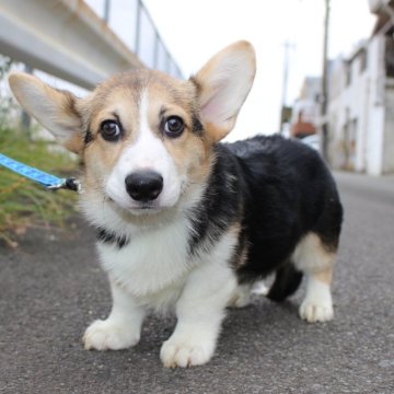 ウェルシュ・コーギー・ペンブローク【鹿児島県・男の子・2025年7月18日・トライカラー】の写真「DMクリア！おとなしく性格は良いです。」
