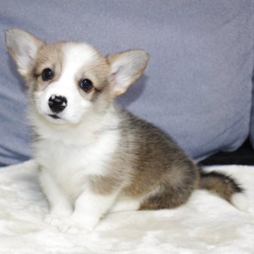 ウェルシュ・コーギー・ペンブローク【鹿児島県・女の子・2025年10月11日・レッド&ホワイト】の写真「とっても可愛いシッポ付き女の子です。」