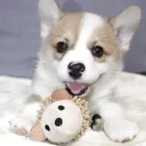 ウェルシュ・コーギー・ペンブローク【鹿児島県・男の子・2025年9月18日・レッド&ホワイト】の写真1