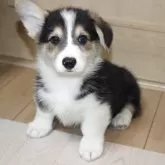 ウェルシュ・コーギー・ペンブローク【鹿児島県・男の子・2025年10月11日・トライカラー】の写真3
