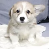 ウェルシュ・コーギー・ペンブローク【鹿児島県・男の子・2025年10月11日・レッド&ホワイト】の写真4