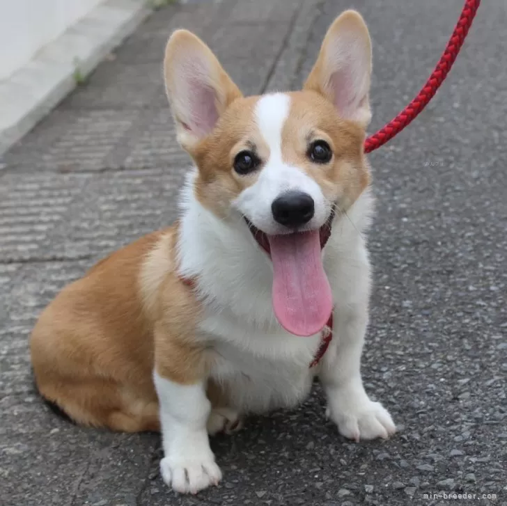ペコたんママ 様のお迎えした子犬