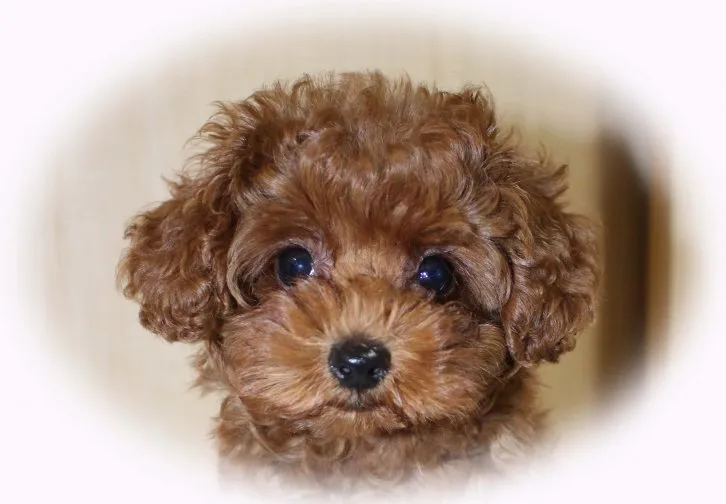 ID:1609-01097の子犬