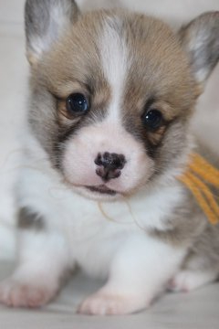 ウェルシュ・コーギー・ペンブローク【鹿児島県・男の子・2021年9月5日・レッド&ホワイト】の写真「DMクリアです。将来イケメン犬間違いなし。」