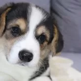 ウェルシュ・コーギー・ペンブローク【鹿児島県・男の子・2024年5月25日・トライカラー】の写真1