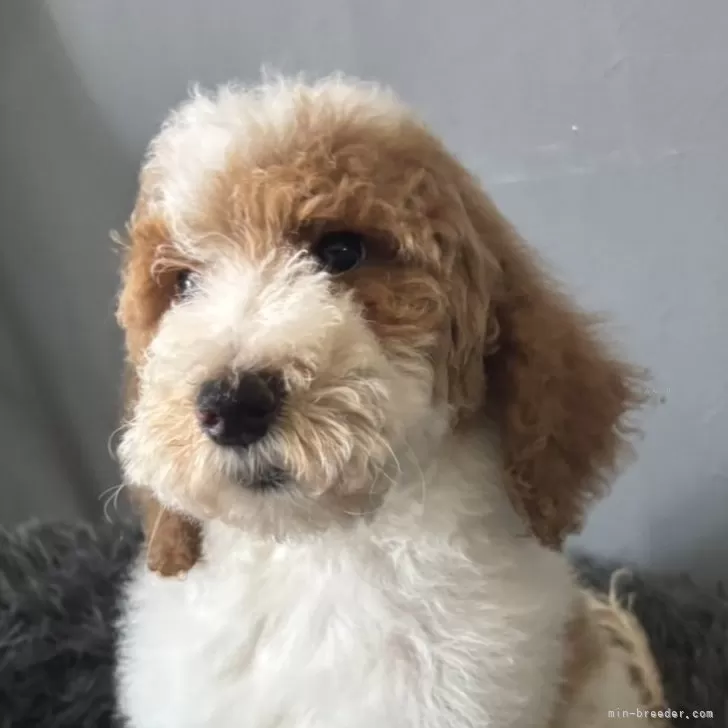 ID:2508-02608の子犬