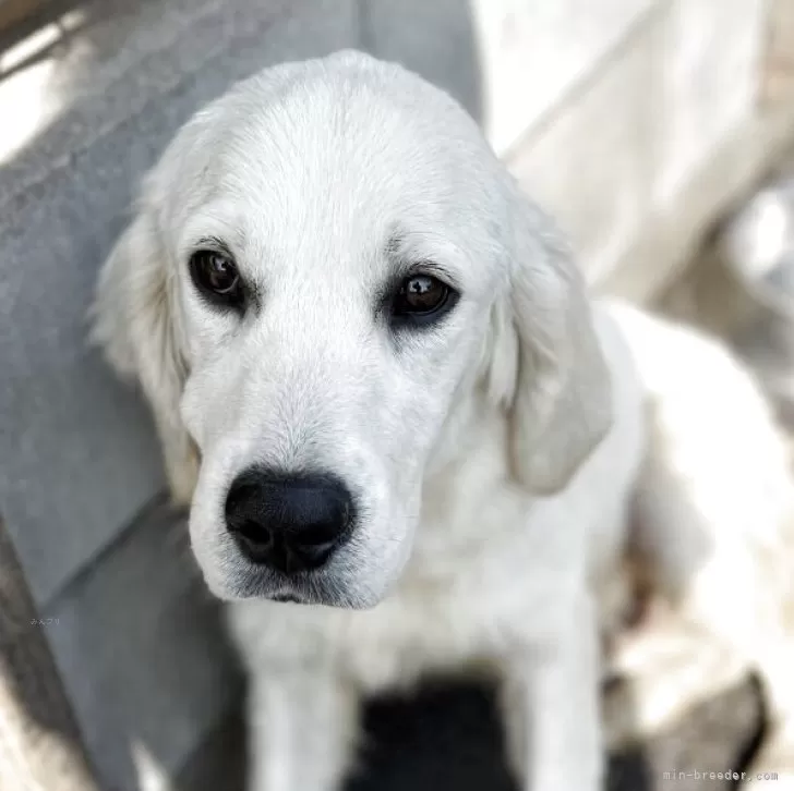 ゴールデンレトリバー【和歌山県・男の子・2025年3月25日・クリーム】の写真1