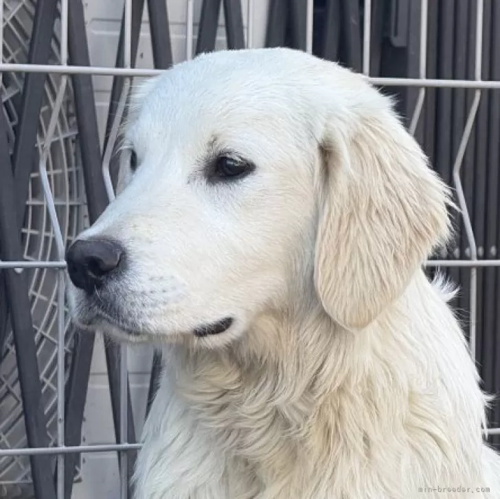 ID：2502-06564の子犬