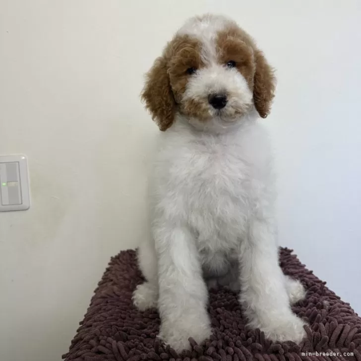 ID:2412-03023の子犬