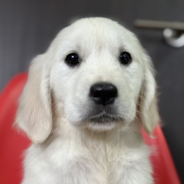 ゴールデンレトリバー【和歌山県・女の子・2024年12月30日・クリーム】の写真「ゴールデンレトリバー」