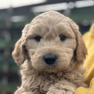 ゴールデンドゥードル(ゴールデンレトリバー×プードル)【和歌山県・男の子・2024年12月21日・レッド】の写真「可愛い男の子」