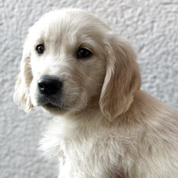 ゴールデンレトリバー【和歌山県・女の子・2025年10月1日・薄いゴールデン】の写真「可愛い子」