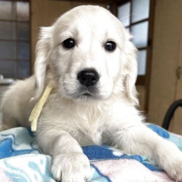 ゴールデンレトリバー【和歌山県・女の子・2025年10月1日・クリーム】の写真「クリームの可愛い子」