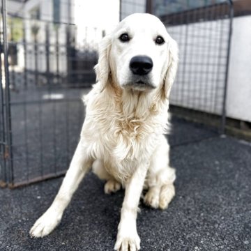 ゴールデンレトリバー【和歌山県・男の子・2025年3月20日・クリーム】の写真「ヨーロピアンゴールデンレトリバー」