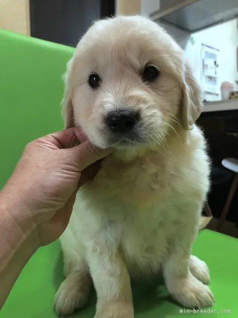 ID：1903-00198の子犬