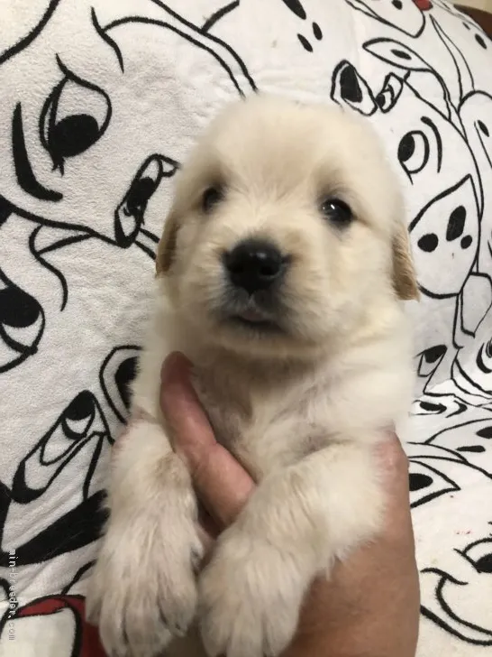 ID：1909-03296の子犬