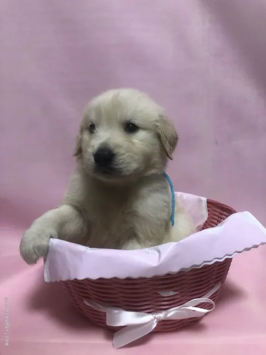 ID：1910-03070の子犬