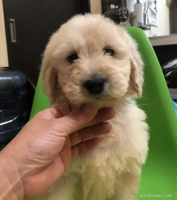 ID：1904-01434の子犬