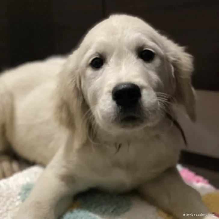 ID：2302-00117の子犬