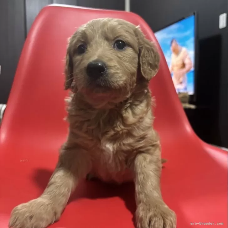 ID：2407-06544の子犬