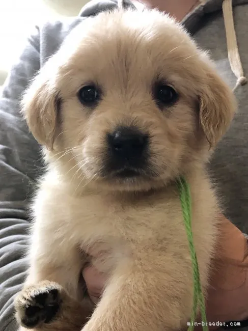 ID：1903-00964の子犬