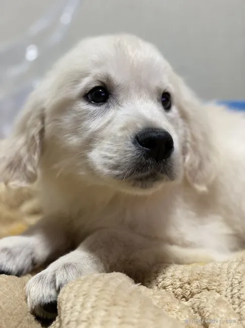 ID：2203-01763の子犬