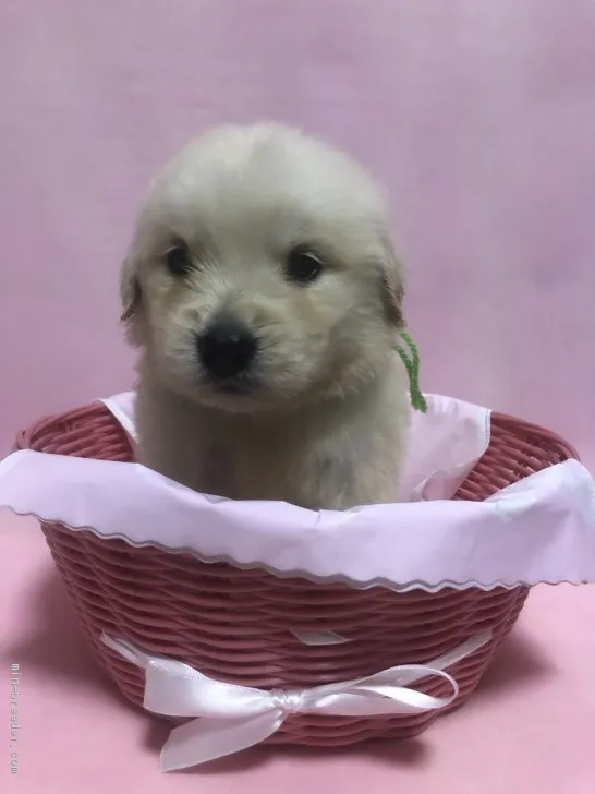 ID：1910-03072の子犬