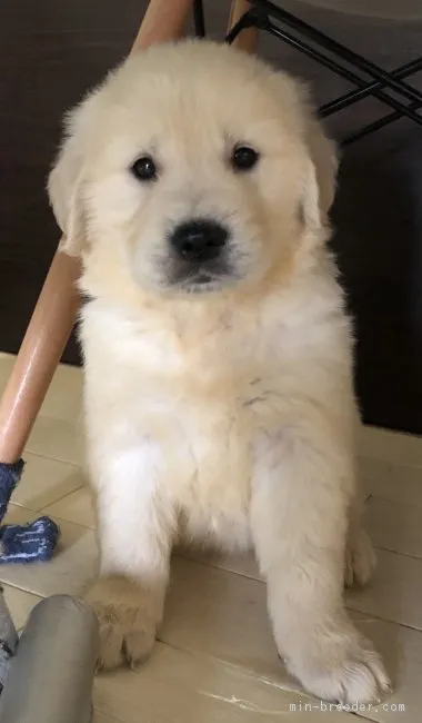 ID：1903-00196の子犬