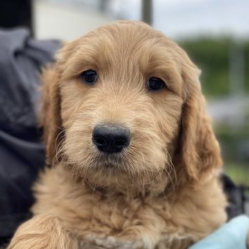 ゴールデンドゥードル【和歌山県・男の子・2023年5月13日・レッド】の写真「ゴールデンドゥードル」