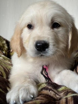 ゴールデンレトリバー【和歌山県・男の子・2020年9月10日・クリーム】の写真「可愛い男の子」