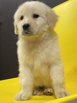 ゴールデンレトリバー【和歌山県・女の子・2020年12月18日・クリーム】の写真「クリームの女の子」