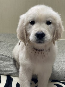 ゴールデンレトリバー【和歌山県・男の子・2021年9月28日・クリーム】の写真「ゴールデンレトリバー」