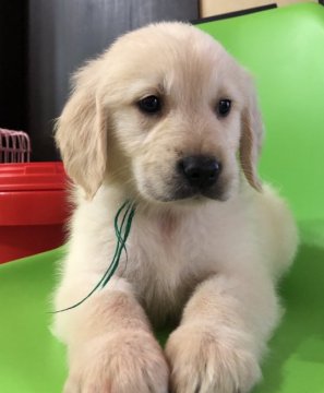 ゴールデンレトリバー【和歌山県・男の子・2018年11月23日・クリーム】の写真「可愛い男の子」