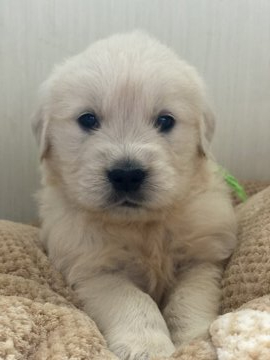 ゴールデンレトリバー【和歌山県・女の子・2021年3月12日・クリーム】の写真「ゴールデンレトリバーです」