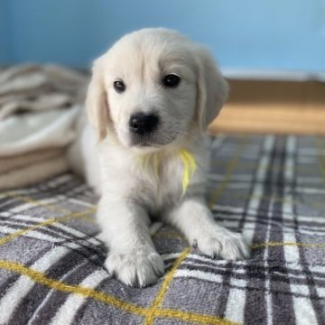 ゴールデンレトリバー【和歌山県・男の子・2023年7月15日・クリーム】の写真「イングリッシュゴールデン」