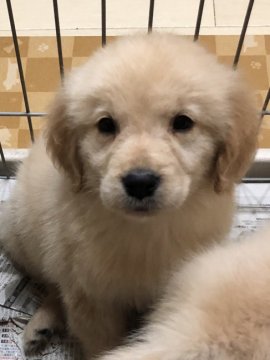 ゴールデンレトリバー【和歌山県・男の子・2019年1月25日・ゴールド】の写真「可愛いお顔の男の子」