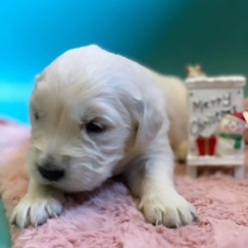 ゴールデンレトリバー【和歌山県・女の子・2023年11月1日・クリーム】の写真「イングリッシュゴールデンレトリバー」