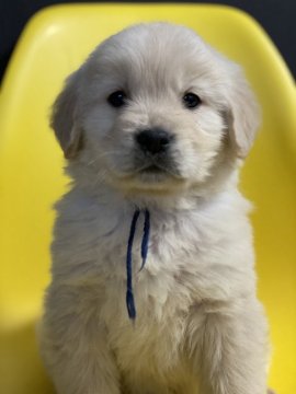 ゴールデンレトリバー【和歌山県・男の子・2020年12月23日・クリーム】の写真「つぶらな瞳が可愛い」