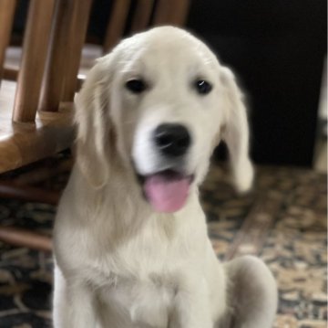 ゴールデンレトリバー【和歌山県・男の子・2024年3月18日・クリーム】の写真「イングリッシュゴールデン」