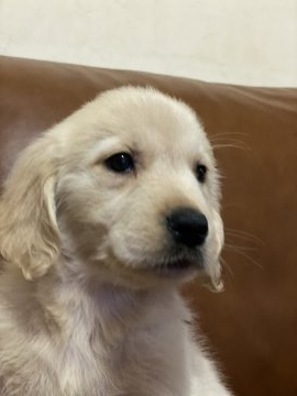 ゴールデンレトリバー【和歌山県・女の子・2020年5月27日・薄いゴールド】の写真「可愛い女の子❤️」