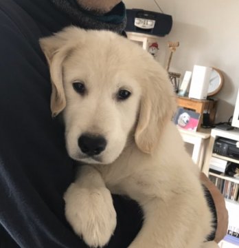 ゴールデンレトリバー【和歌山県・男の子・2019年10月20日・クリーム】の写真「ゴールデンレトリバー」