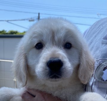 ゴールデンレトリバー【和歌山県・女の子・2021年4月5日・クリーム】の写真「クリームの小ぶりな女の子」